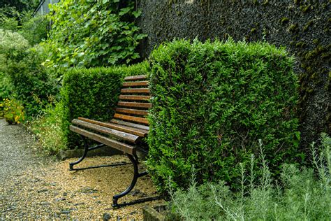hedge .
